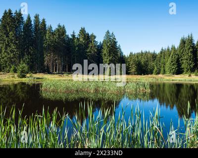 Small lake in the Thuringian Forest, spruce forest reflected, Thuringia, Germany Stock Photo