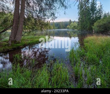 Small lake in the Thuringian Forest at dawn, spruce forest reflected, Thuringia, Germany Stock Photo