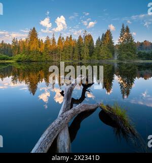 Small lake in the Thuringian Forest in the morning light, tree felled by a beaver lies in the water, spruce forest is reflected, Thuringia, Germany Stock Photo