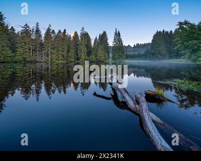Small lake in the Thuringian Forest at dawn, tree felled by a beaver lies in the water, spruce forest reflected, Thuringia, Germany Stock Photo