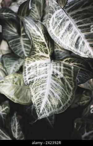 photos of the syngonium podophyllum plant for decorative painting, framing Stock Photo