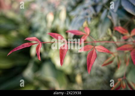 red or burgundy leaves of the nandina domestica species Stock Photo