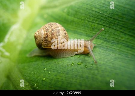 medium sized snail on a large green leaf wet with rain drops Stock Photo