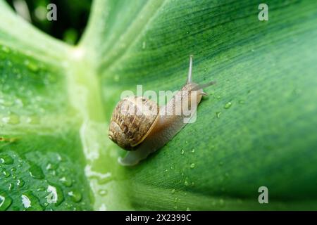 medium sized snail on a large green leaf wet with rain drops Stock Photo