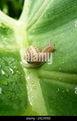 medium sized snail on a large green leaf wet with rain drops Stock Photo