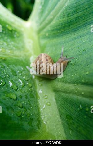 medium sized snail on a large green leaf wet with rain drops Stock Photo