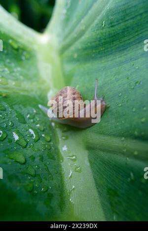 medium sized snail on a large green leaf wet with rain drops Stock Photo