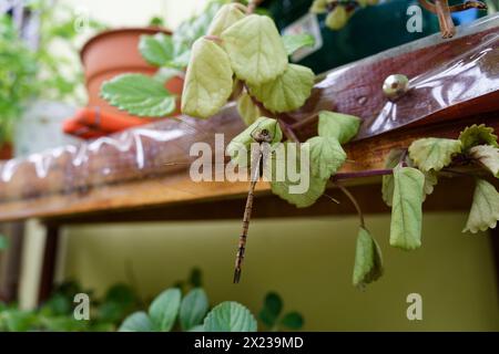 large brown dragonfly posing on some green leaves Stock Photo