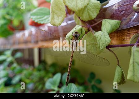 large brown dragonfly posing on some green leaves Stock Photo