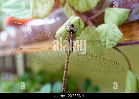 large brown dragonfly posing on some green leaves Stock Photo
