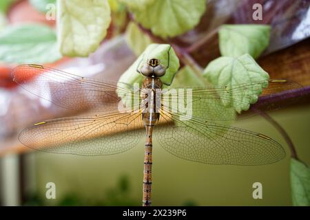 large brown dragonfly posing on some green leaves Stock Photo