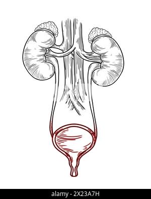 Human urinary system on white background, vector illustration Stock ...