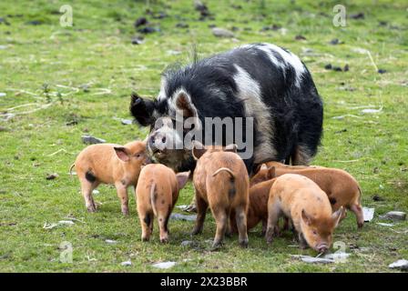 Black and white Spotted kunekune rare breed pig with kunekune cross piglets in feild in Scotland Stock Photo
