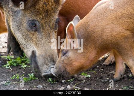 Wild Boar mother pig with cross bred kune kune piglet foraging in field in Scotland Stock Photo