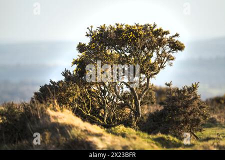 Rugged gorse growing on the moors in the West Country Stock Photo
