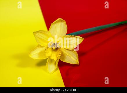 Single Daffodil flower on red and yellow background. Concept of spring Stock Photo