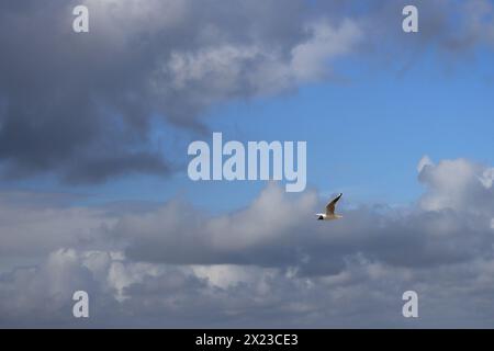 An angry cloudscape of grey and white clouds and a patch of blue,  with a single seagull in flight. Stock Photo