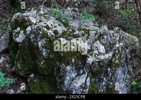 Close-up of a grey rock and a carpet of moss, creating a pattern of grass on the rock. Texture. Background. Stock Photo