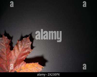 Colorful autumn leaves on a black background Stock Photo
