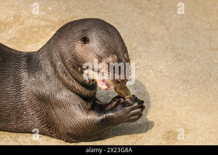 Giant otter (Pteronura brasiliensis), playful adult, eating fish, captive Stock Photo