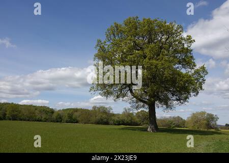 Spring UK, Oak Tree in Field Stock Photo