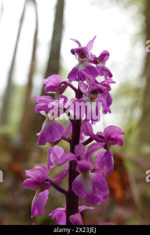 Spring UK, Early Purple Orchid Flowers Stock Photo