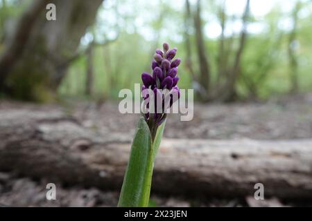 Spring UK, Early Purple Orchid Buds Stock Photo