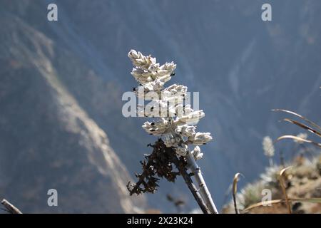 Beautiful flower of the Andes in Peru Stock Photo