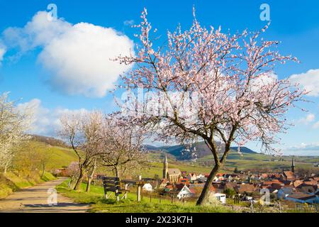Almond blossom in Birkweiler an der Weinstrasse, Rhineland-Palatinate, Germany Stock Photo