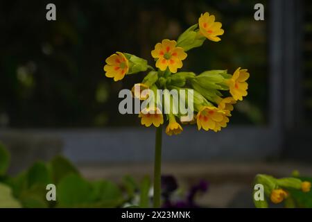 Cowslip, common cowslip or  primrose, in Latin called Primula Veris or Primula officinalis Hill. Stock Photo