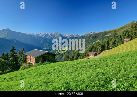 Alpine meadow and hay barn with Zillertal Alps, Zillertaler Höhenstraße, Tux Alps, Zillertal, Tyrol, Austria Stock Photo