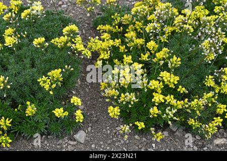 Primula veris, the cowslip is a yellow herbaceous perennial flowering plant in the primrose family Primulaceae found in St. Gallen botanical garden. Stock Photo