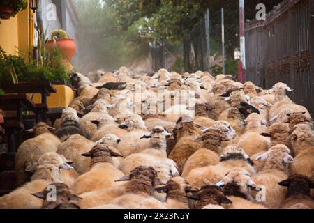 Trashumancia de ovejas en Gran Canaria Stock Photo