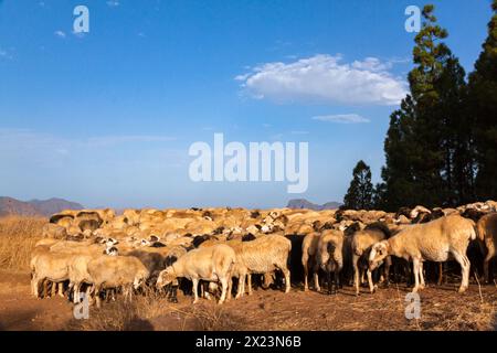 Ganado de ovejas en trashumancia en Gran Canaria Stock Photo