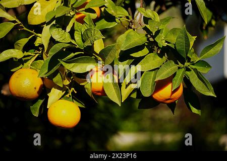 Bitter oranges or Citrus aurantium fruit on tree Stock Photo