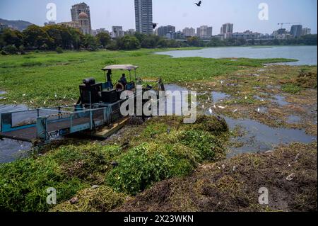 Mumbai, India. 19th Apr, 2024. MUMBAI, INDIA - APRIL 19: Boat equipped with cutting or harvesting equipment removing water hyacinth and other unrooted weeds from the surface of the Powai lake before the onset of monsoons on April 19, 2024 in Mumbai, India. (Photo by Satish Bate/Hindustan Times/Sipa USA) Credit: Sipa USA/Alamy Live News Stock Photo