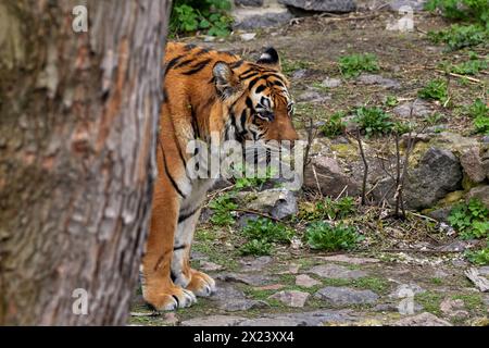 Image of an adult tiger peeking out from behind a tree in a zoo Stock Photo