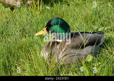 Mallard or wild duck, in Latin called Anas platyrhynchos male bird is sitting on grass in the sun. There is copy space around. Stock Photo