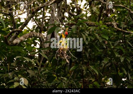 exotic birds on an epiphyte in South America Stock Photo