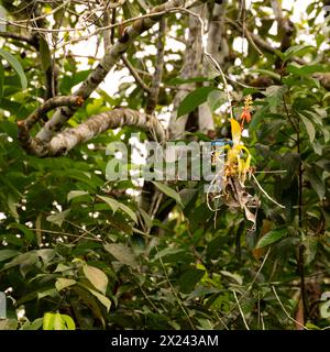 exotic birds on an epiphyte in South America Stock Photo