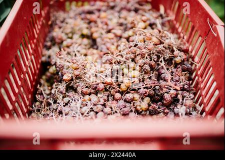 Red grapes drying in the sun, Naxos, Greece Stock Photo