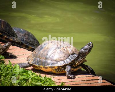 group of turtles in the sun near the park pond Stock Photo
