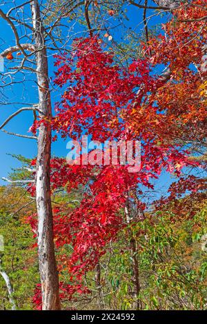 Brilliant Reds on a Ridge in Autumn in Hocking Hills State Park Stock Photo