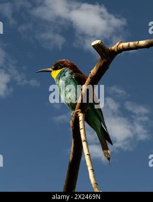 European bee-eater (Merops apiaster) sitting on a branch Stock Photo