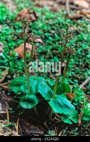 Lesser twayblade (Neottia cordata = Listera cordata), Orchidaceae. Rhizomatous perennial herb, spontaneous orchid, wild plant. Red flower. Stock Photo