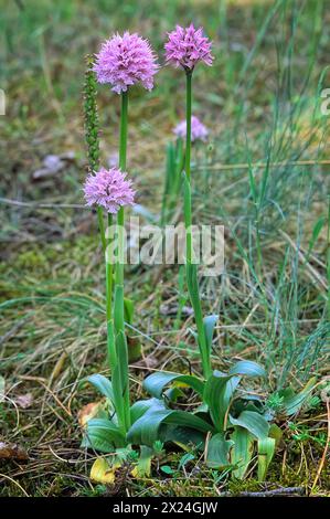 Three-toothed orchid (Neotinea tridentata), Orchidaceae. Bulbous perennial herb, spontaneous orchid, wild plant. pink flowers. Stock Photo