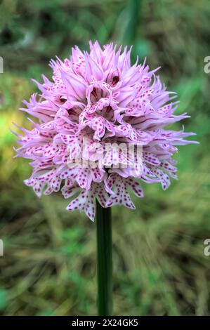 Three-toothed orchid (Neotinea tridentata), Orchidaceae. Bulbous perennial herb, spontaneous orchid, wild plant. pink flowers. Stock Photo