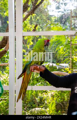 Illustration of Green Glazed Macaw Enclosures And Accessories