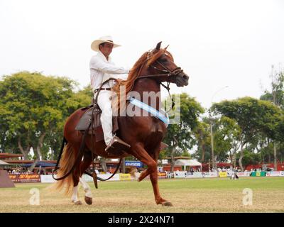 Peruvian horse and rider, known as Chalan, showing his gait at the 2024 Peruvian Paso Horse National Championship at Mamacona farm. The Peruvian Paso Horse is a breed of light saddle horse known for its smooth ride distinguished by a natural, four-beat, lateral gait and was declared a Cultural Heritage of the Nation. Stock Photo