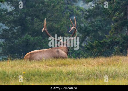 Huge stag bull Elk seen in Jasper National Park during summer time, near fall with impressive antlers. In grassy, grass area with wilderness forest. Stock Photo